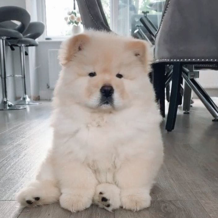 Chow Chow